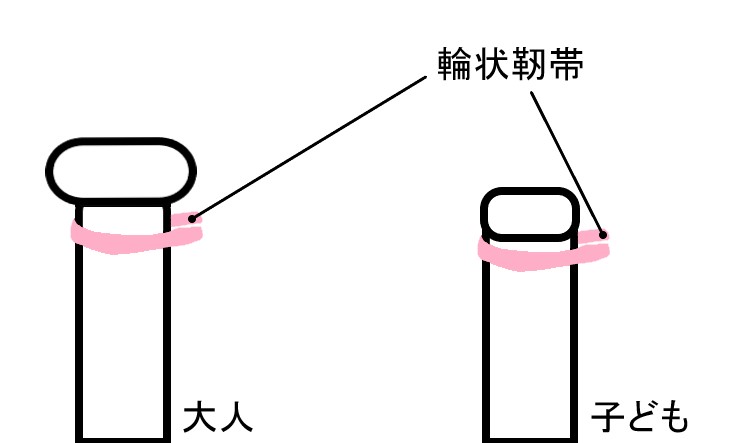 輪状靭帯と橈骨頭